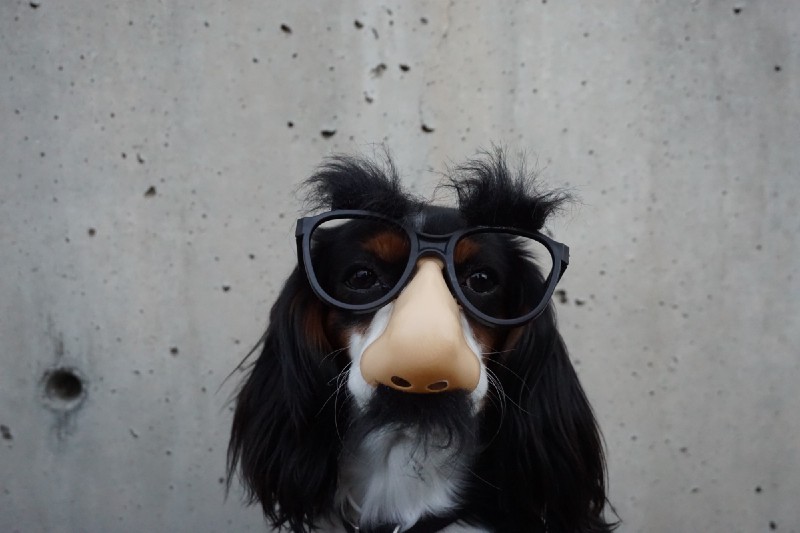 Dog wearing a fake nose and glasses
