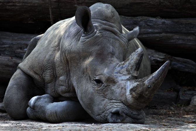 Rhinoceros lying down as a joke about rhinoplasty in Korea